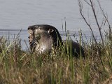 otter vreet vis se agterste vin  Cape Clawless otter with big fish : frieda